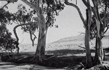 Negative - Rural Scene - Gum Trees - Sheep, Allan Doney, 1950 -1970