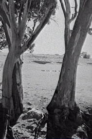 Negative - Rural Scene - Gum Trees - Sheep, Allan Doney, 1950 -1970