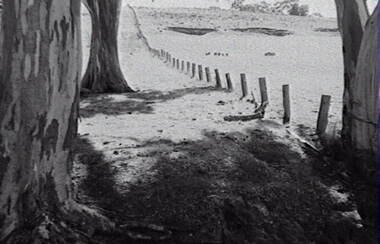Negative - Rural Scene - Gum Trees - Sheep, Allan Doney, 1950 -1970