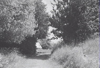 Negative - Forest - Country Road - Building, Allan Doney, 1950 -1970
