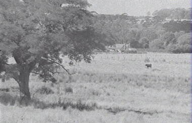 Negative - Rural Scene - Farm - Cattle - Trees, Allan Doney, 1950 -1970