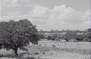 Negative - Rural Scene - Farm - Cattle - Trees, Allan Doney, 1950 -1970
