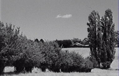 Negative - Rural Scene - Farm - Trees, Allan Doney, 1950 -1970