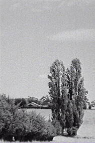 Negative - Rural Scene - Farm - Trees, Allan Doney, 1950 -1970