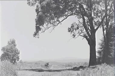 Negative - Glenlyon - Country Road - Trees, Allan Doney, 1950 -1970
