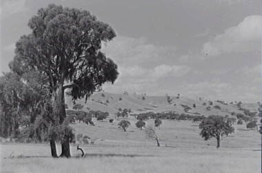 Negative - Tooborac - Rural Scene - Hills, Allan Doney, 1950 -1970