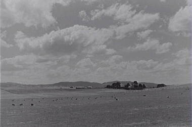 Negative - Tooborac - Farm - Sheep, Allan Doney, 1950 -1970