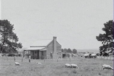 Negative - Kyneton - Farm House - Sheep, Allan Doney, 1950 -1970