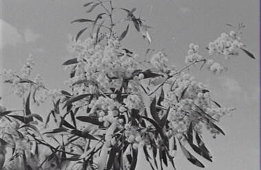 Negative - Wattle Tree, Allan Doney, 1950 -1970