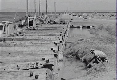 Negative - Queenscliffe - Wharf - Ships, Allan Doney, 1950 -1970