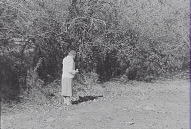 Negative - Lockwood - Hedge - Mrs Doney, Allan Doney, 1950 -1970