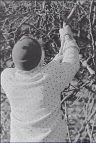 Negative - Lockwood - Hedge - Mrs Doney, Allan Doney, 1950 -1970