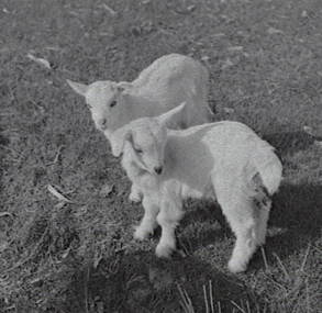Negative - Goats, Allan Doney, 1950 -1970