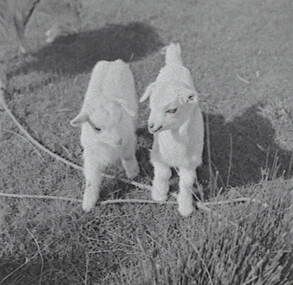 Negative - Goats, Allan Doney, 1950 -1970