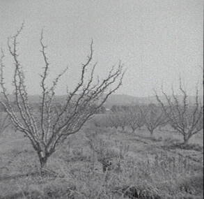 Negative - Harcourt - Orchard, Allan Doney, 1950 -1970