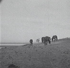 Negative - Paddock - Horses, Allan Doney, 1950 -1970