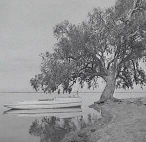 Negative - Lake Corop - Boat - Tree, Allan Doney, 1950 -1970