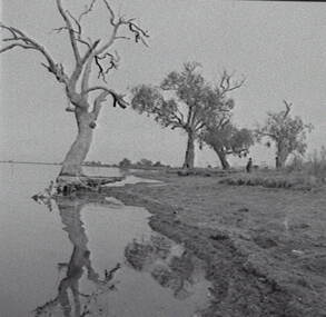 Negative - Lake Corop - Trees, Allan Doney, 1950 -1970