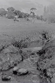 Negative - Farm - Creek - Hay Shed - Cows, Allan Doney, 1950 -1970
