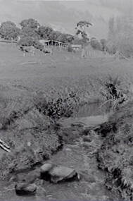 Negative - Farm - Creek - Hay Shed - Cows, Allan Doney, 1950 -1970