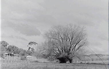 Negative - Farm - Trees - Hay Shed, Allan Doney, 1950 -1970