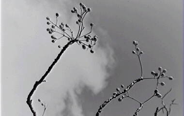 Negative - Trees - Blossom, Allan Doney, 1950 -1970