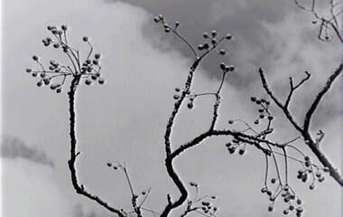 Negative - Trees - Blossom, Allan Doney, 1950 -1970