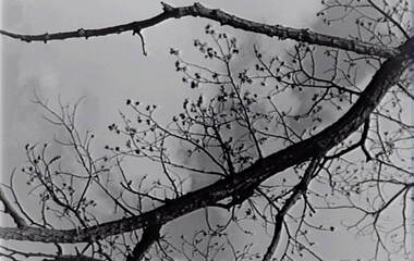 Negative - Trees - Blossom, Allan Doney, 1950 -1970