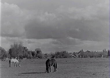 Negative - Horses - Paddock - Buildings, Allan Doney, 1950 -1970