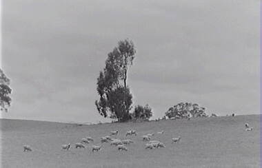 Negative - Farm - Sheep -Trees, Allan Doney, 1950 -1970