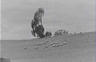 Negative - Farm - Sheep -Trees, Allan Doney, 1950 -1970