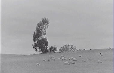 Negative - Farm - Sheep -Trees, Allan Doney, 1950 -1970