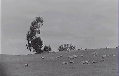 Negative - Farm - Sheep -Trees, Allan Doney, 1950 -1970