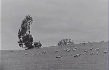 Negative - Farm - Sheep -Trees, Allan Doney, 1950 -1970