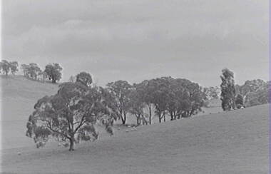 Negative - Farm - Sheep -Trees, Allan Doney, 1950 -1970