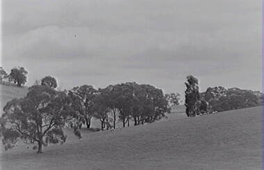 Negative - Farm - Sheep -Trees, Allan Doney, 1950 -1970