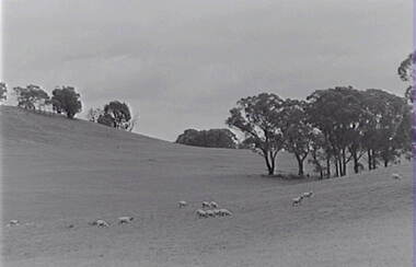 Negative - Farm - Sheep -Trees, Allan Doney, 1950 -1970