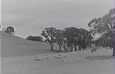 Negative - Farm - Sheep -Trees, Allan Doney, 1950 -1970