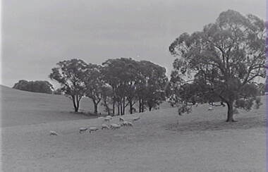 Negative - Farm - Sheep -Trees, Allan Doney, 1950 -1970
