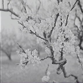 Negative - Blossom Tree, Allan Doney, 1950 -1970