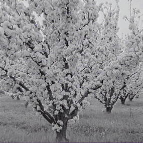 Negative - Blossom Tree, Allan Doney, 1950 -1970