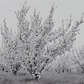 Negative - Blossom Tree, Allan Doney, 1950 -1970