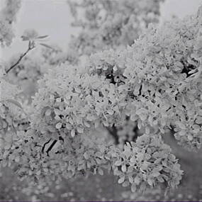 Negative - Blossom Tree, Allan Doney, 1950 -1970