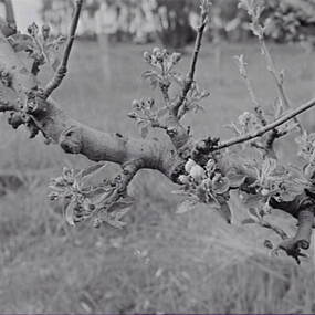 Negative - Blossom Tree, Allan Doney, 1950 -1970