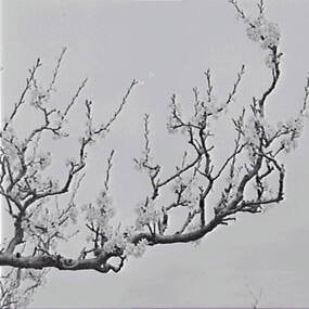Negative - Blossom Tree, Allan Doney, 1950 -1970