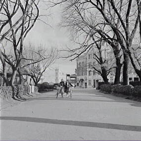 Negative - Rosalind Park Bendigo - View Point, Allan Doney, 1950 -1970
