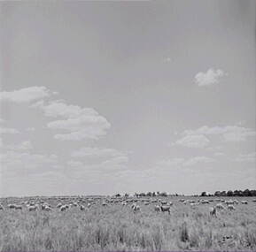 Negative - Lockington - Farm - Sheep, Allan Doney, 1950 -1970