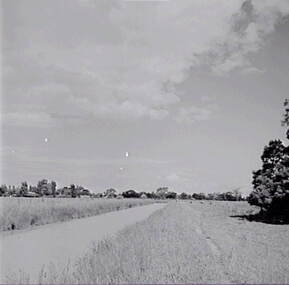 Negative - Lockington - Channel - Sheep, Allan Doney, 1950 -1970
