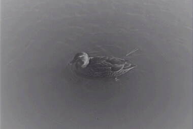 Negative - Duck, Allan Doney, 1950 -1970