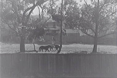 Negative - Horses - Paddock - Houses, Allan Doney, 1950 -1970